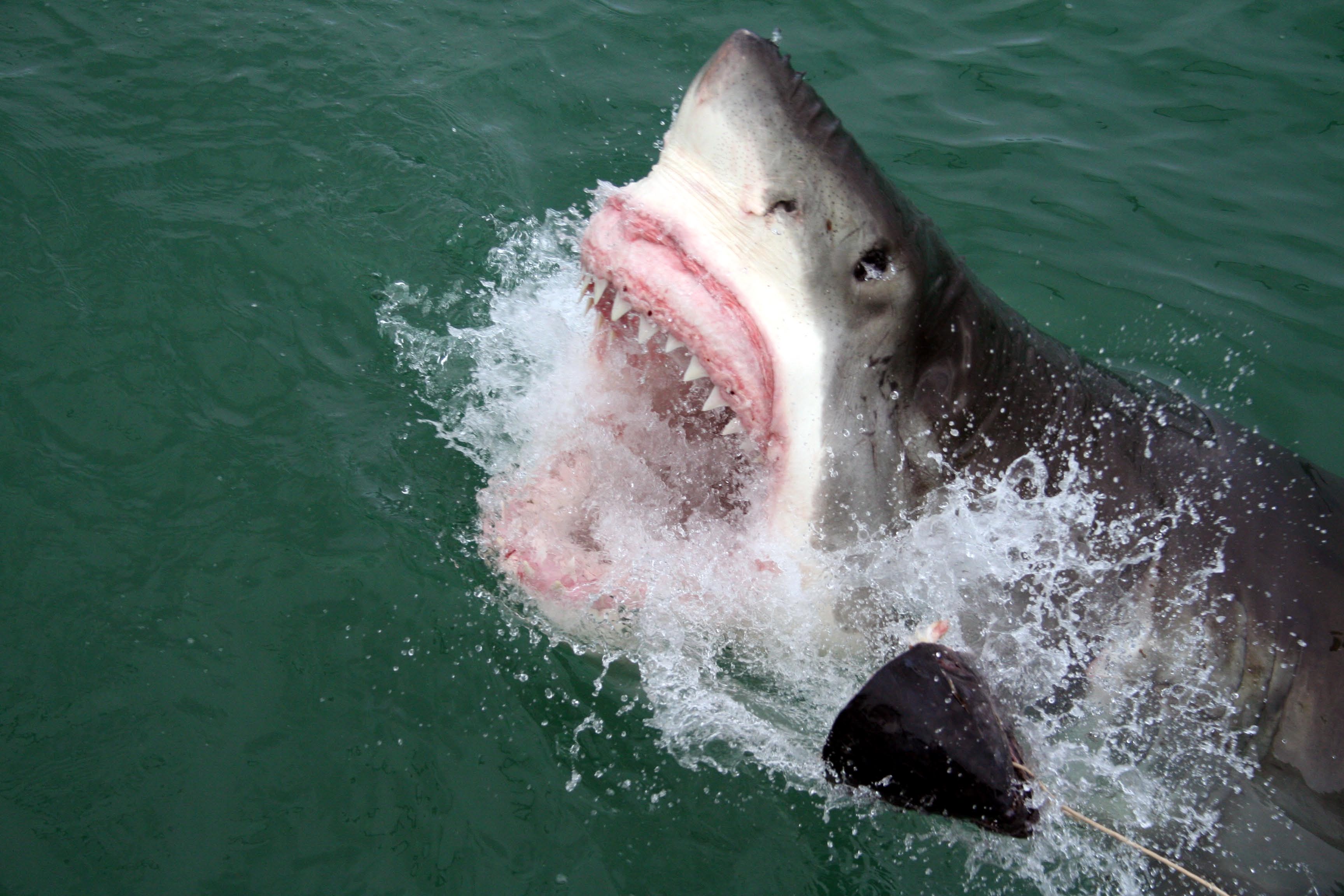 Great White Sharks Wallpapers HD For Android Sharks Great For 3456x2304
