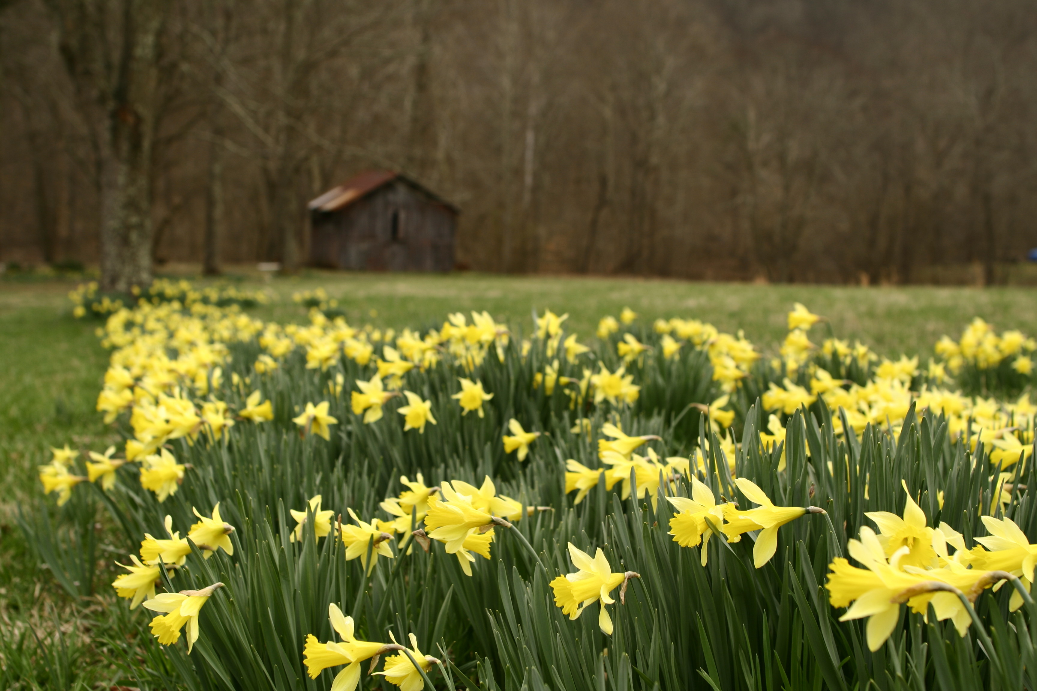 Barn Wildflowers Spring Daffodil Flowers Nature Pictures By