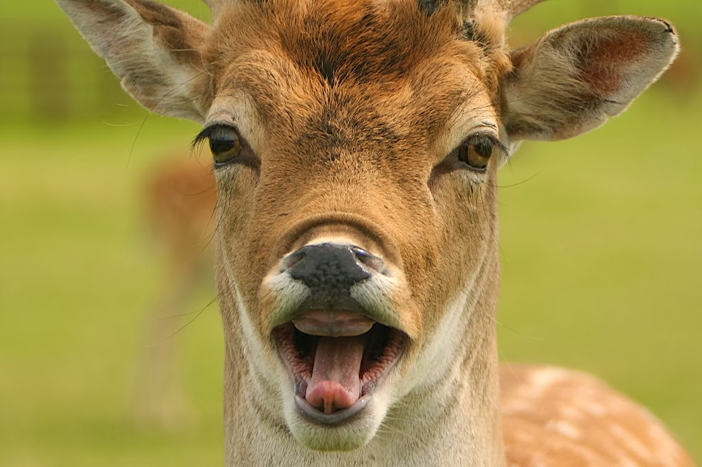 Cute Funny Animalz Deer New Pictures And Wallpaper