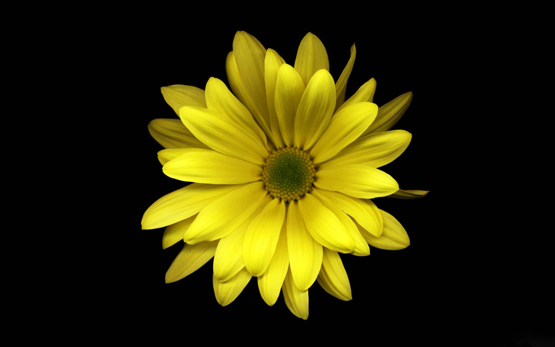Daisy Aesthetic Computer Wallpaper