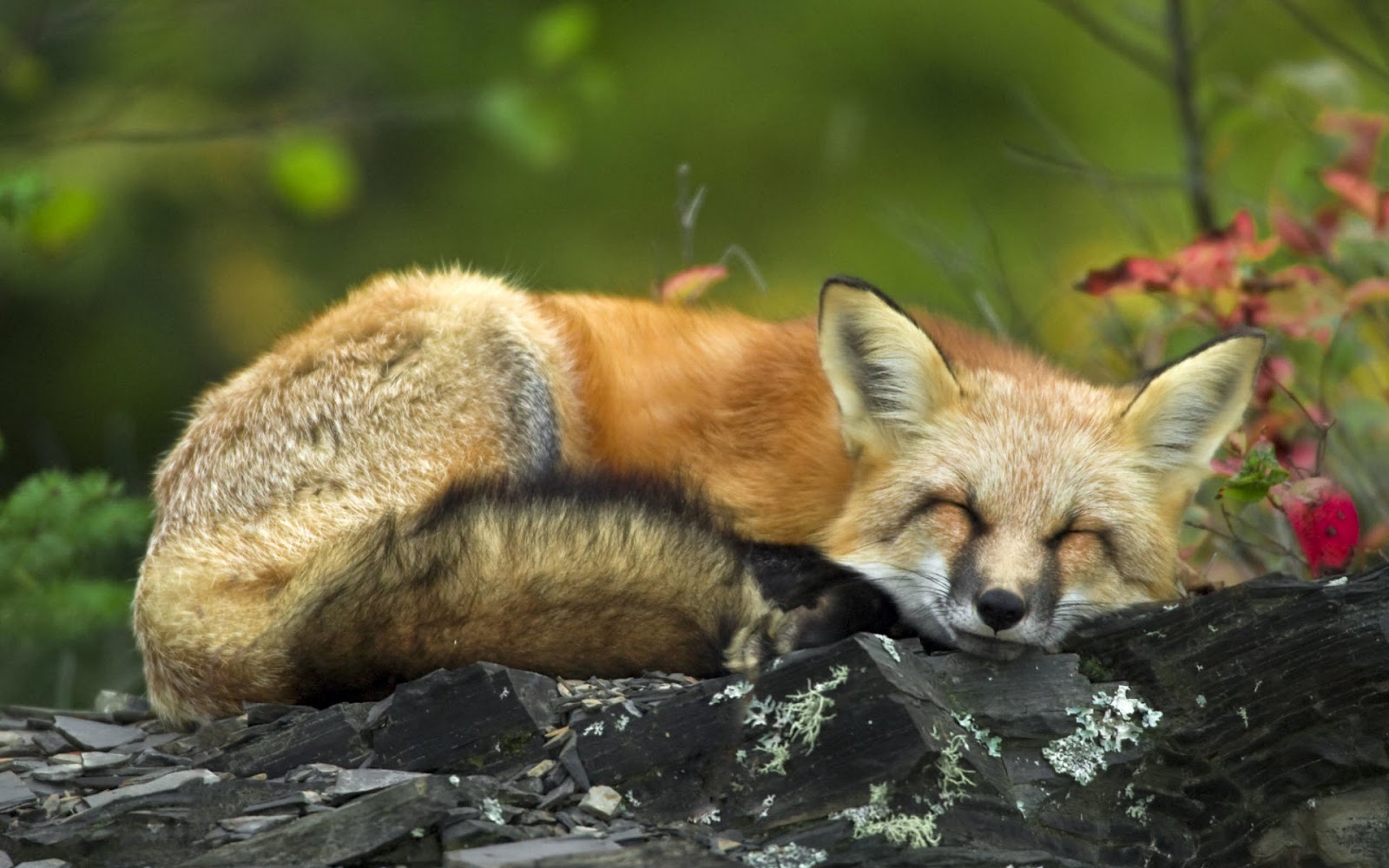 Red Foxes Wallpaper Fun Animals Wiki Videos Pictures