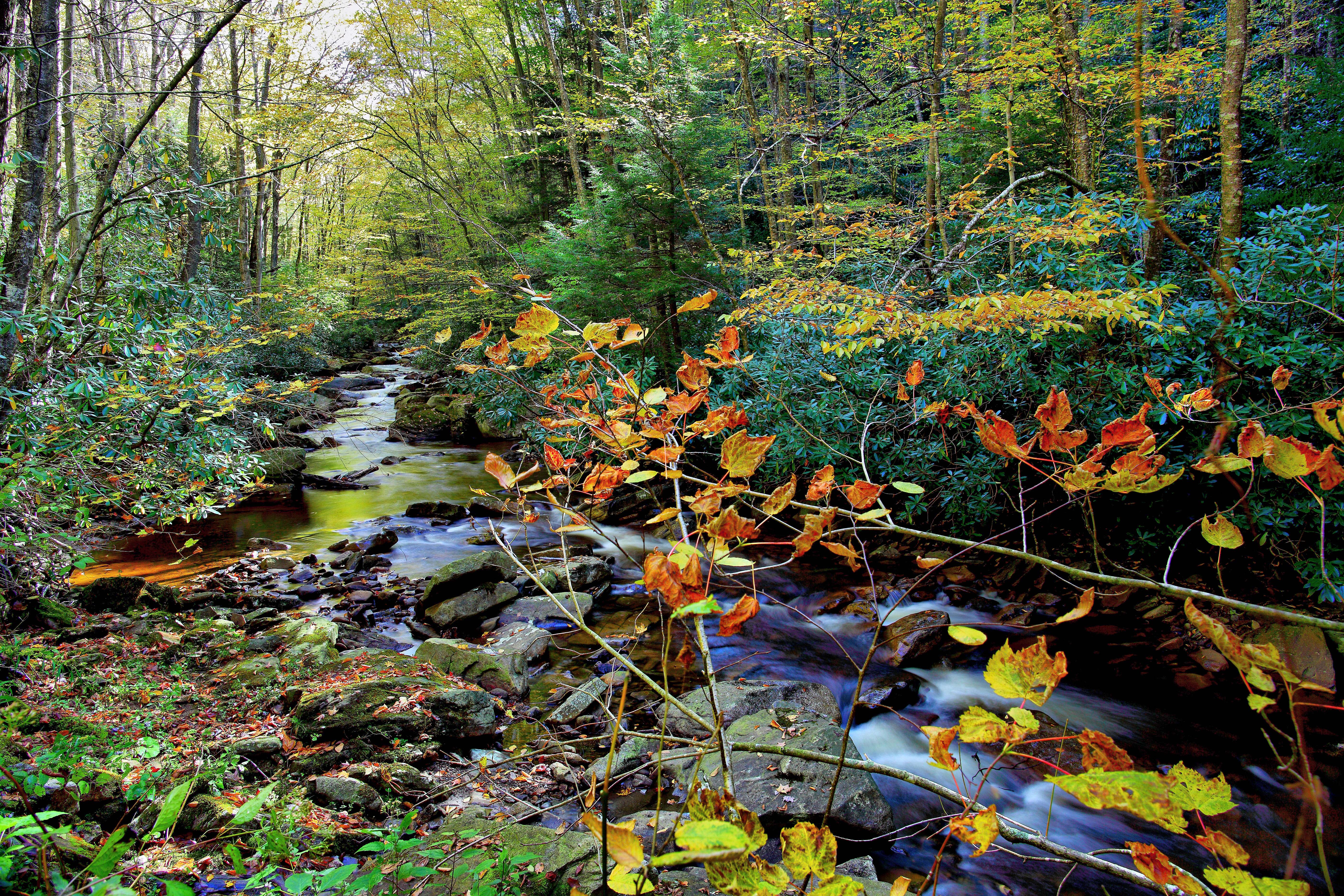 Red Run Wv Fall Foliage Creeks Streams Nature Pictures By