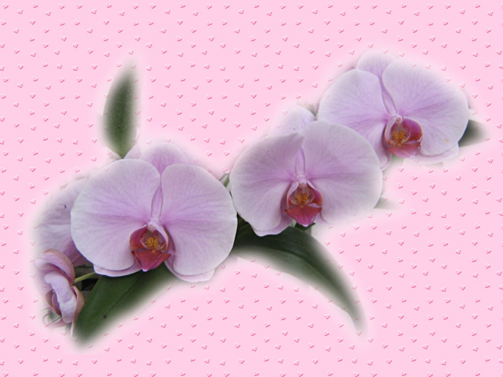 Pink Orchid Wallpaper
