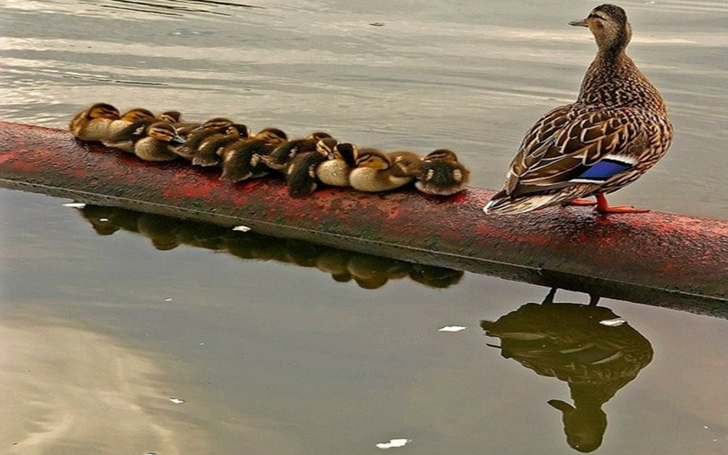 Water Ducks Duckling Reflections Baby Birds Wallpaper