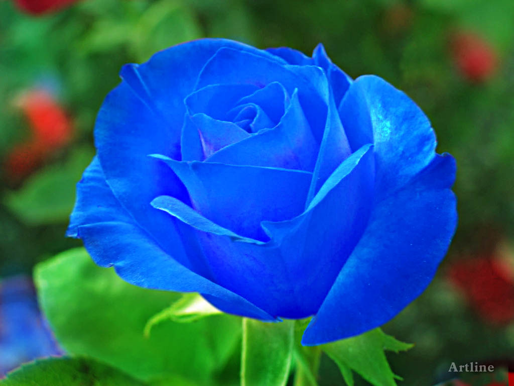 Blue Rose With Grreen Leaves Lovely Wallpaper Looks Natural