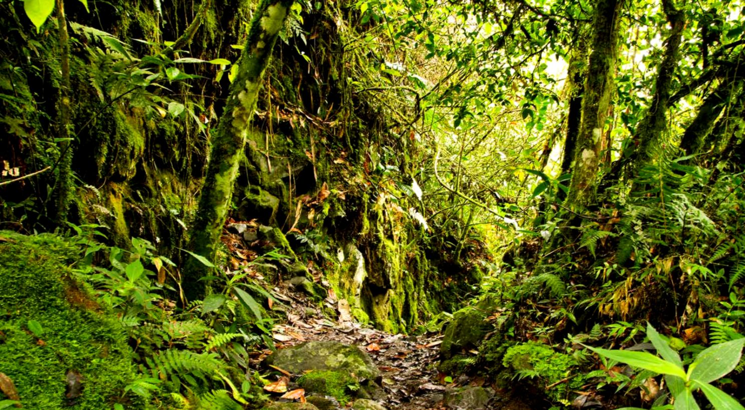 The Rain Forest Wallpaper