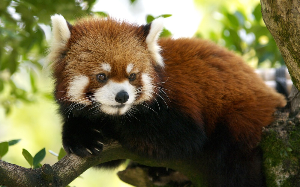 Red Panda Pictures Wallpaper For Bedrooms