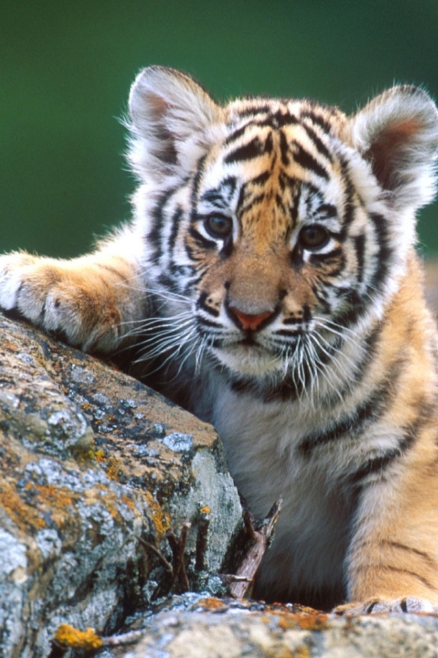 HD Tiger Baby Wallpaper For iPhone