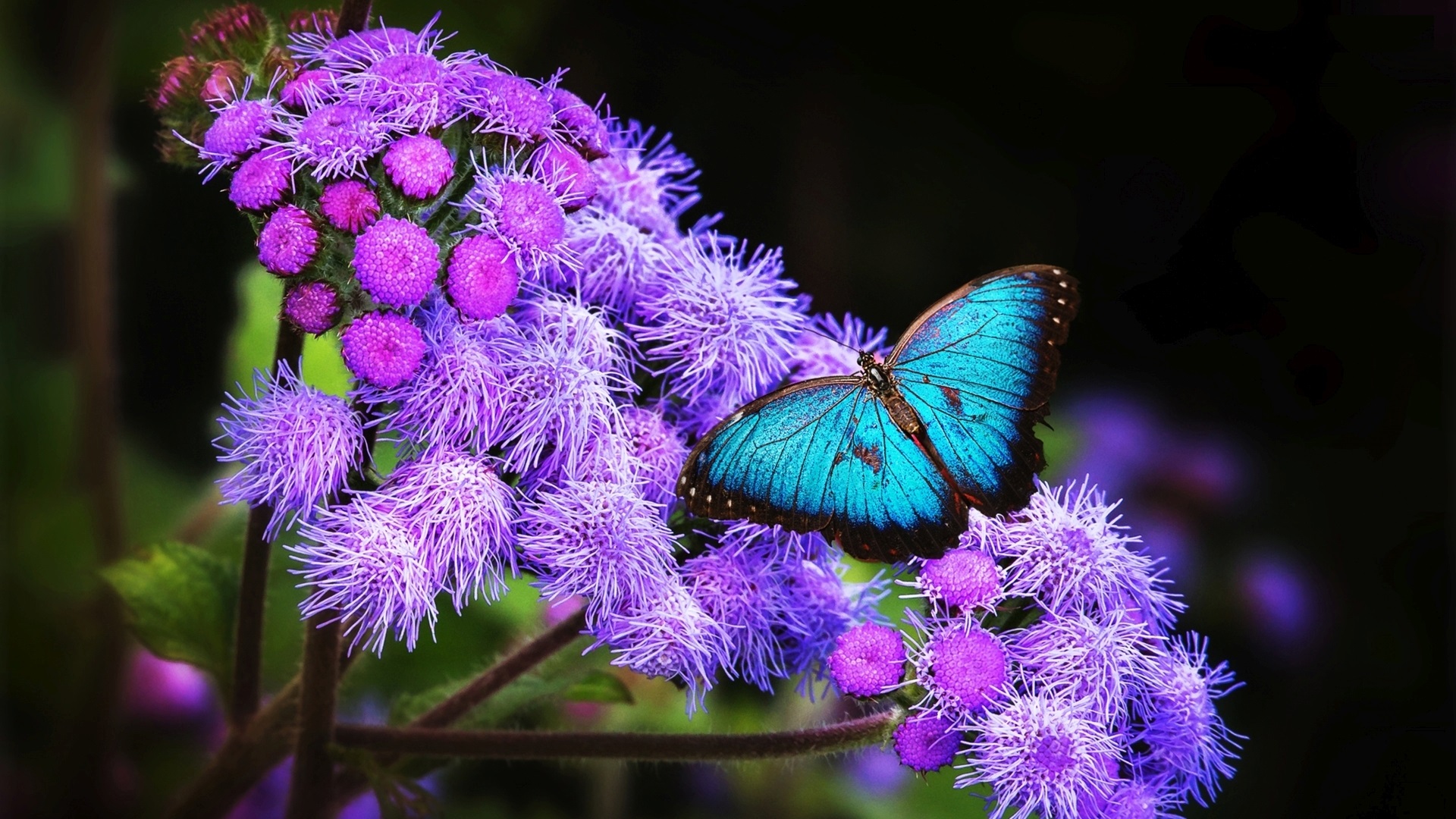 Blue Butterfly Wallpaper HD
