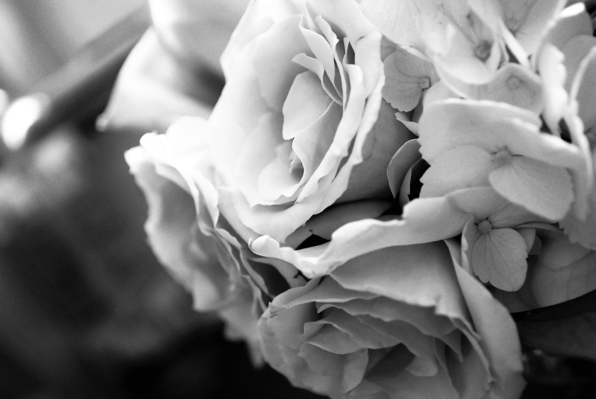 White Flowers Wallpaper HD