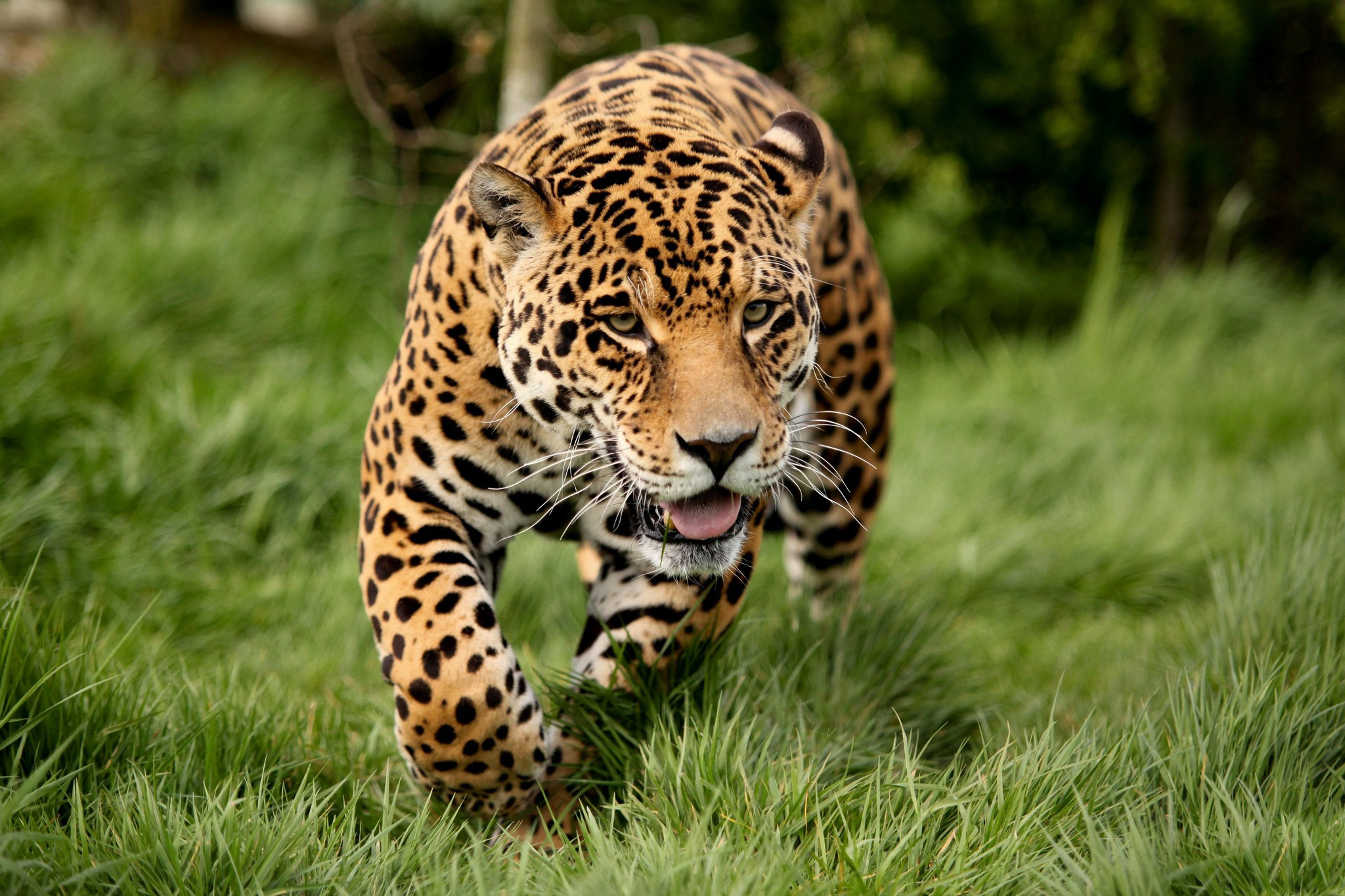 Il Leopardo Animali