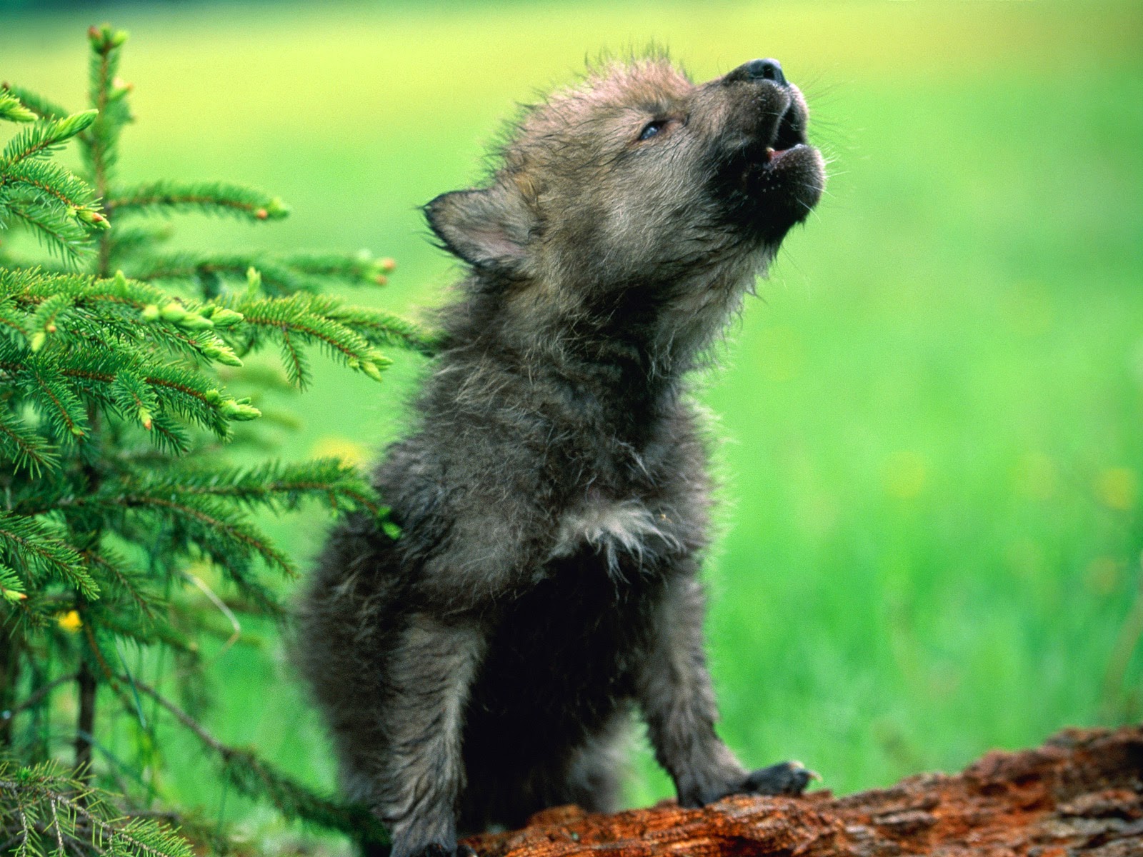 White Wolf Photos Of Adorable Howling Pups Will