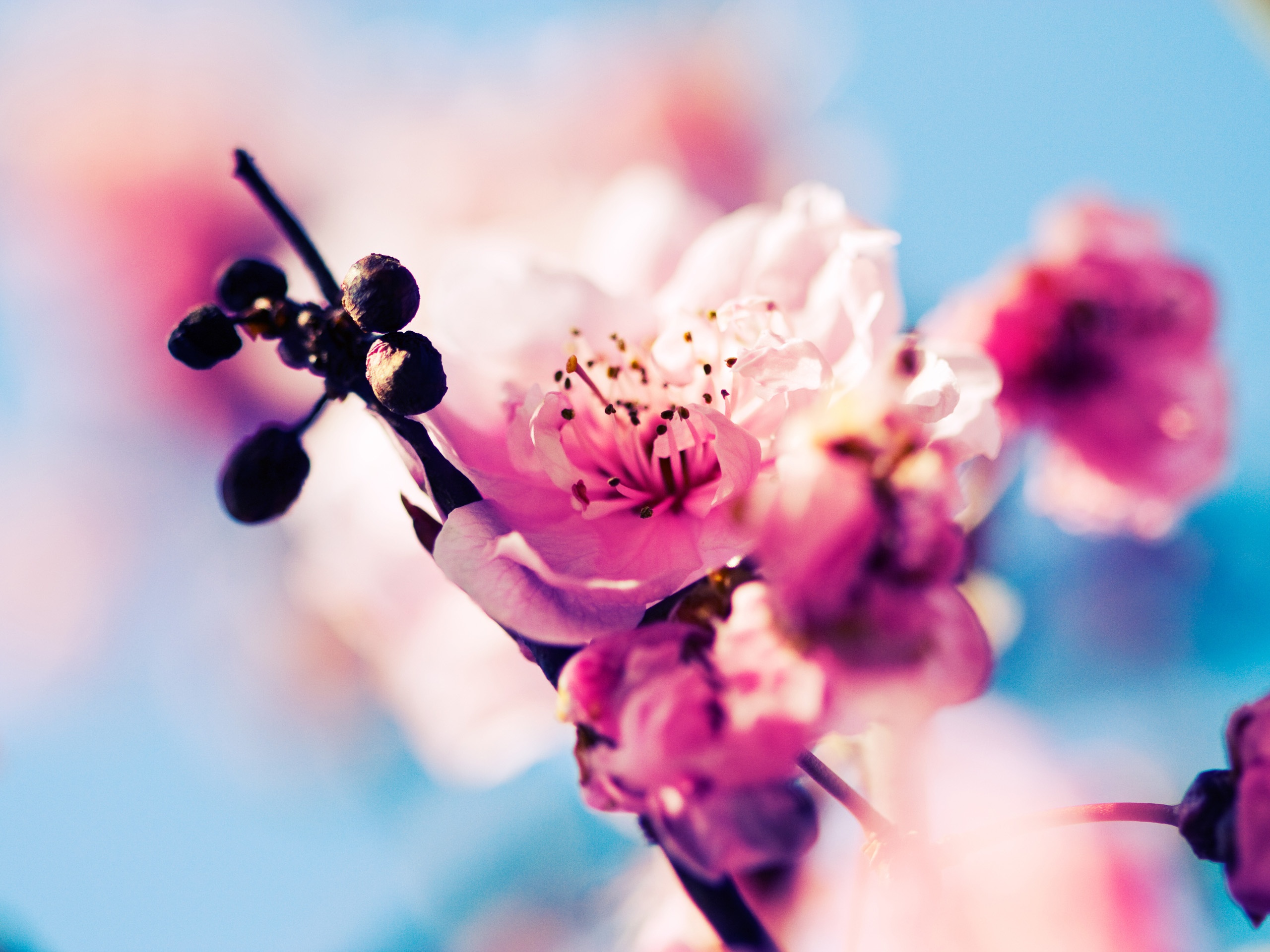 Sakura Blossom Flowers HD Wallpaper Ping