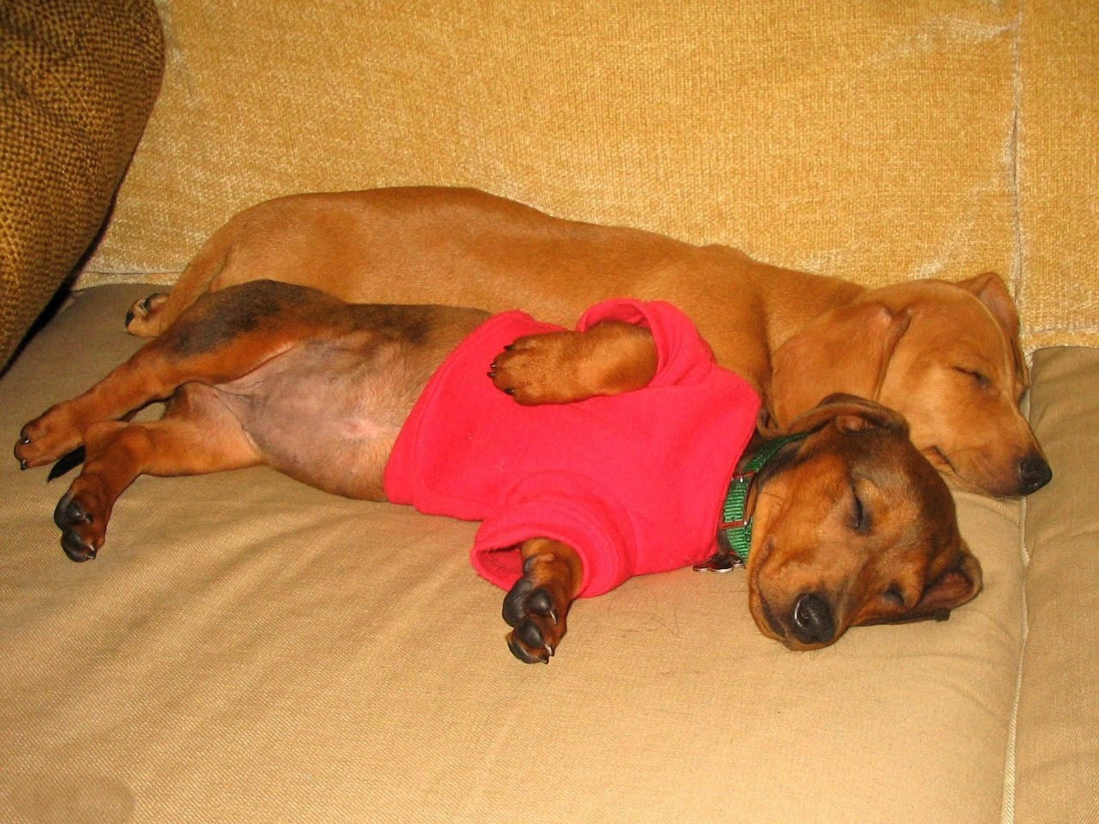 Dachshund Sleeping Wallpaper Pictures