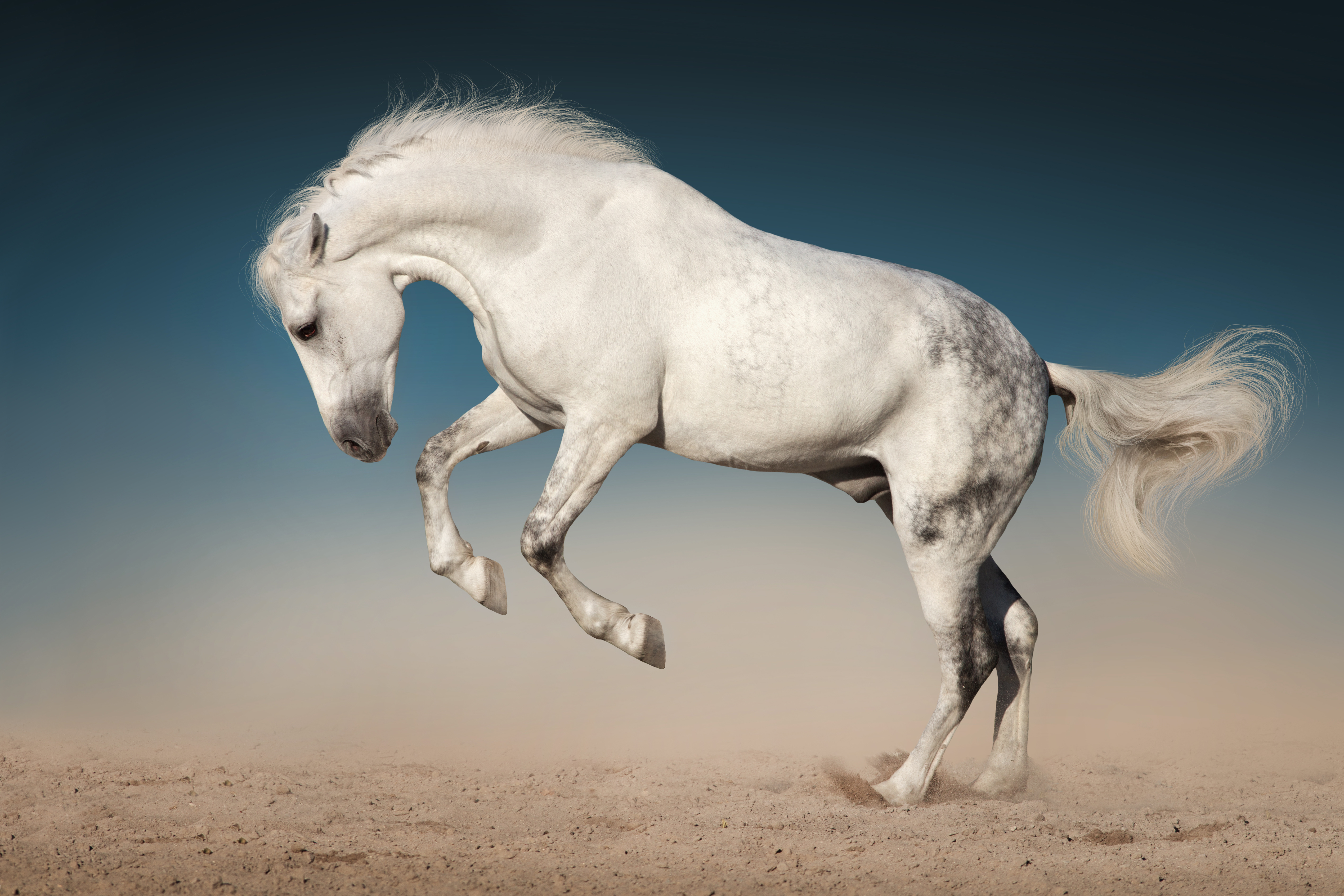 A majestic white horse rears up on its hind legs in a dynamic display of power and grace against a dusky blue sky