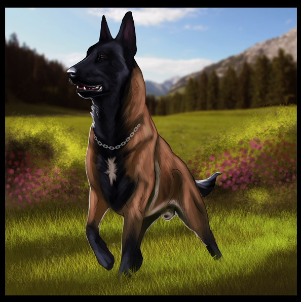Malinois Stacked By Angiegsnz