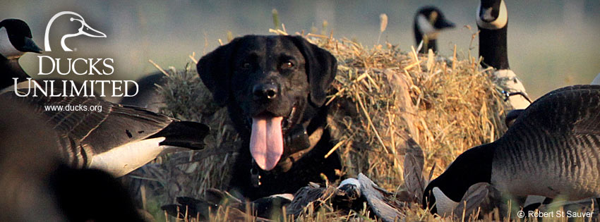 Labrador Black Lab Retrievers Hunting Dog Police Dog Wallpaper Border SALE! 