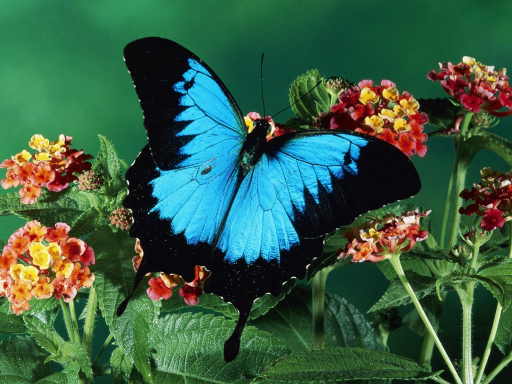 Blue butterfly wallpaper Funny Animal