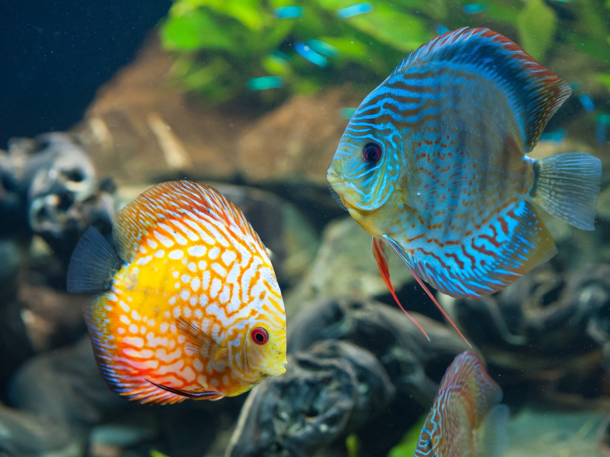 Animals Fish Discus Wallpaper HD Desktop And