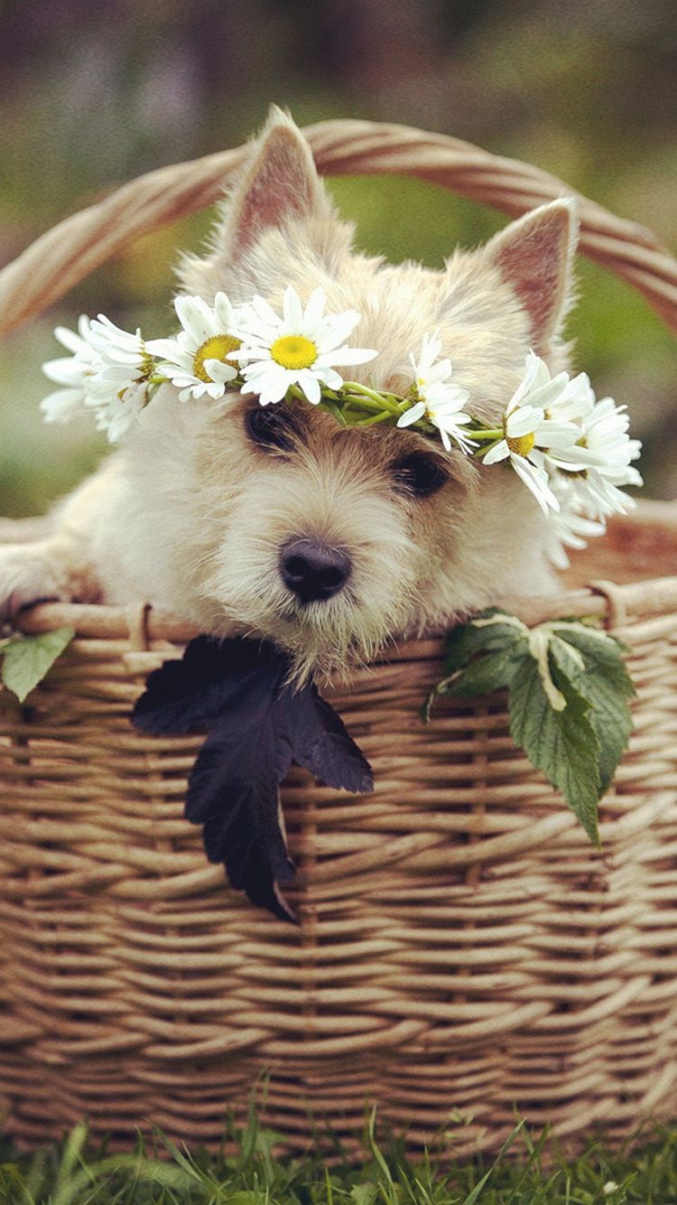 Dog In Basket iPhone Wallpaper Westie Puppies Cute Animals