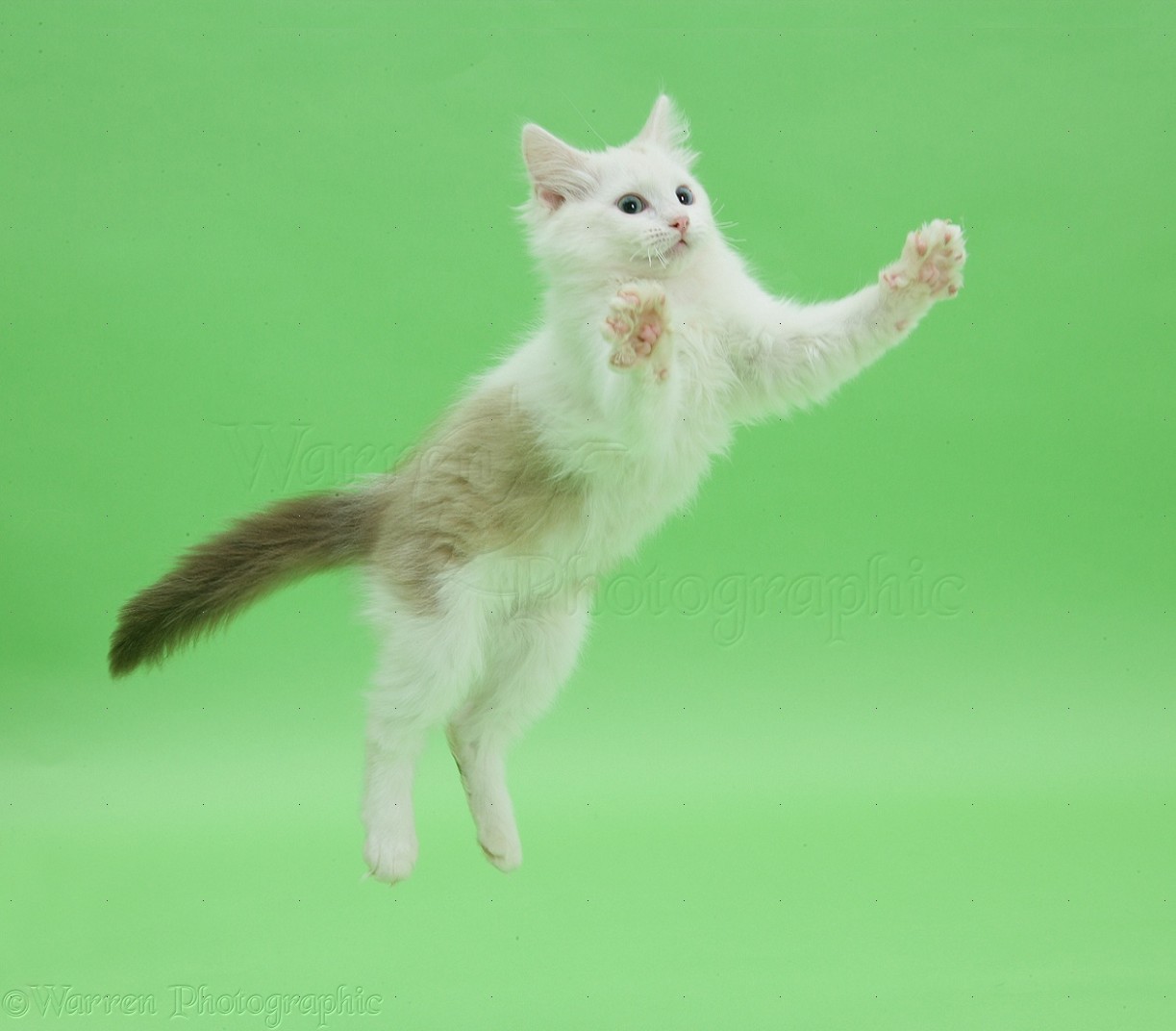 Birman X Ragdoll Kitten Leaping On Green Background Photo Wp25074