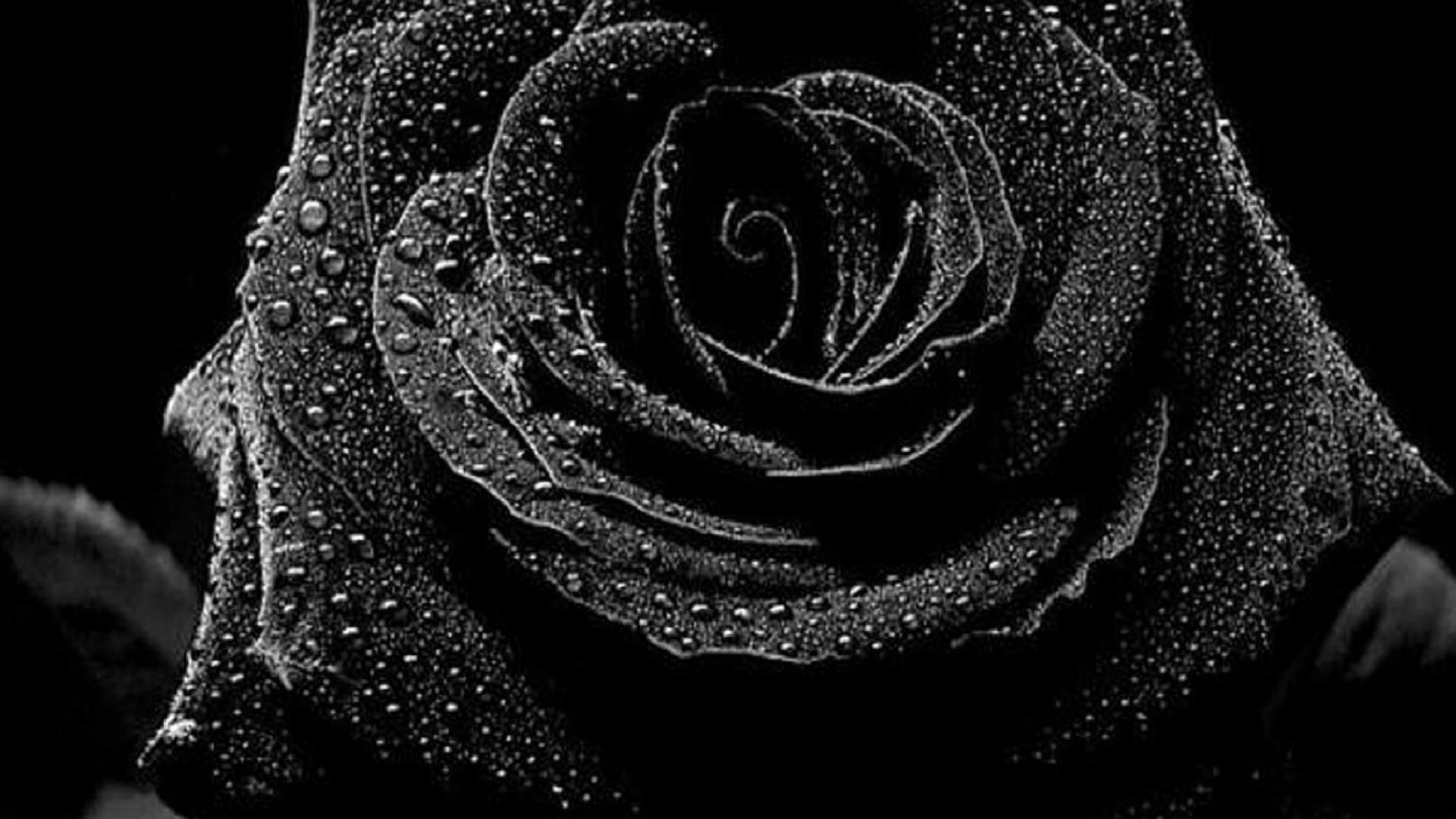 76 Wallpapers Of Black Roses On Wallpapersafari