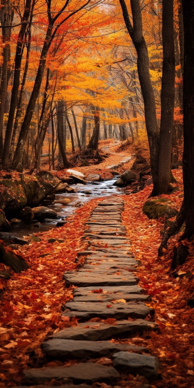 Gorgeous Fall Phone Wallpaper