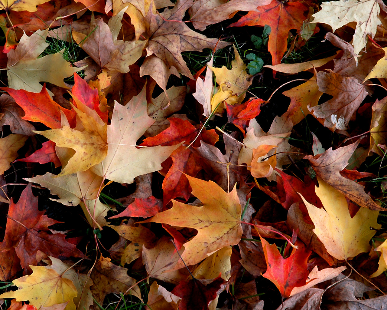 Very Pretty Autumn Leaves Desktop Wallpaper You Can