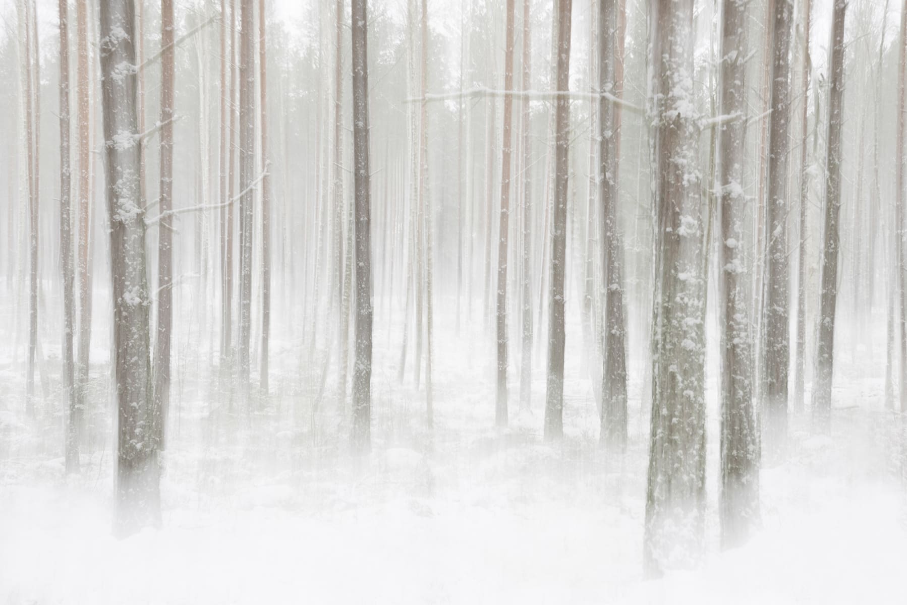 Winter Forest Wallpaper