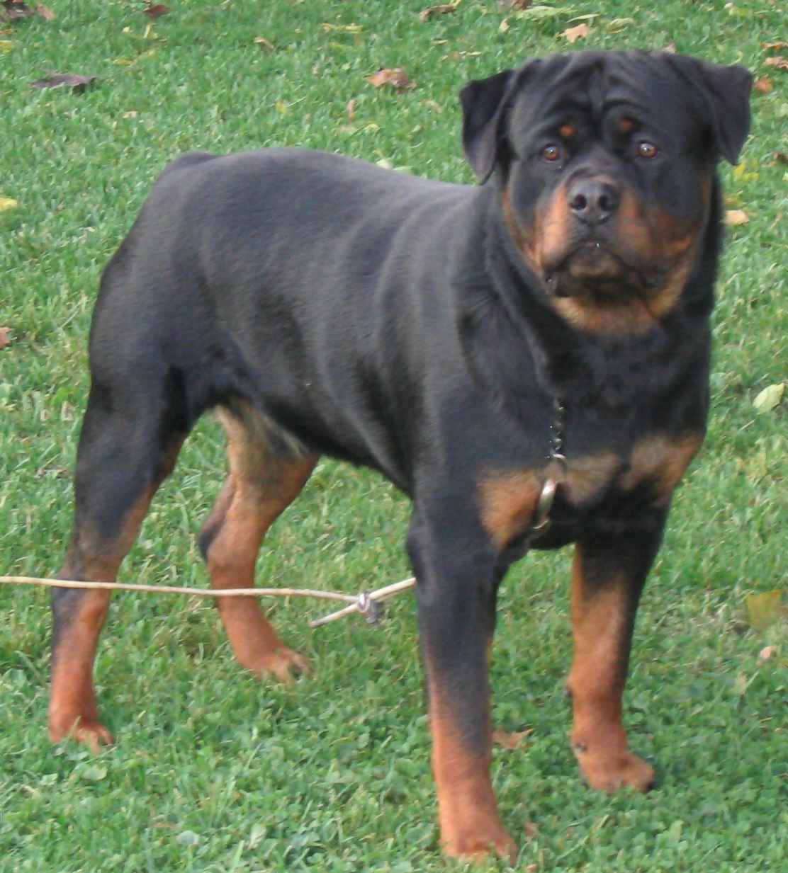 Rottweiler Wallpaper Top Background