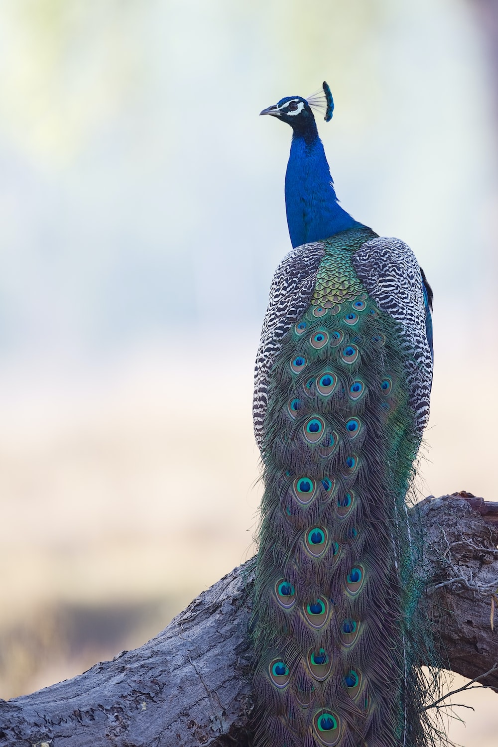 Peacock Pictures HD Image