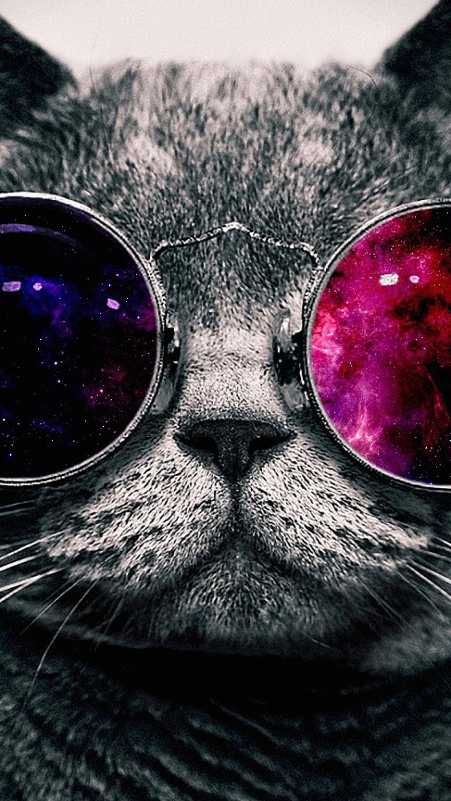 Wallpaper iPhone Glasses Cat