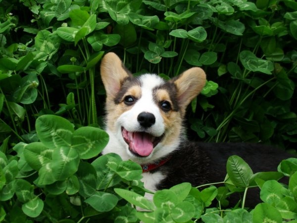 Cute Animal St Patricks Day Wallpaper Patrick S Corgi Pup