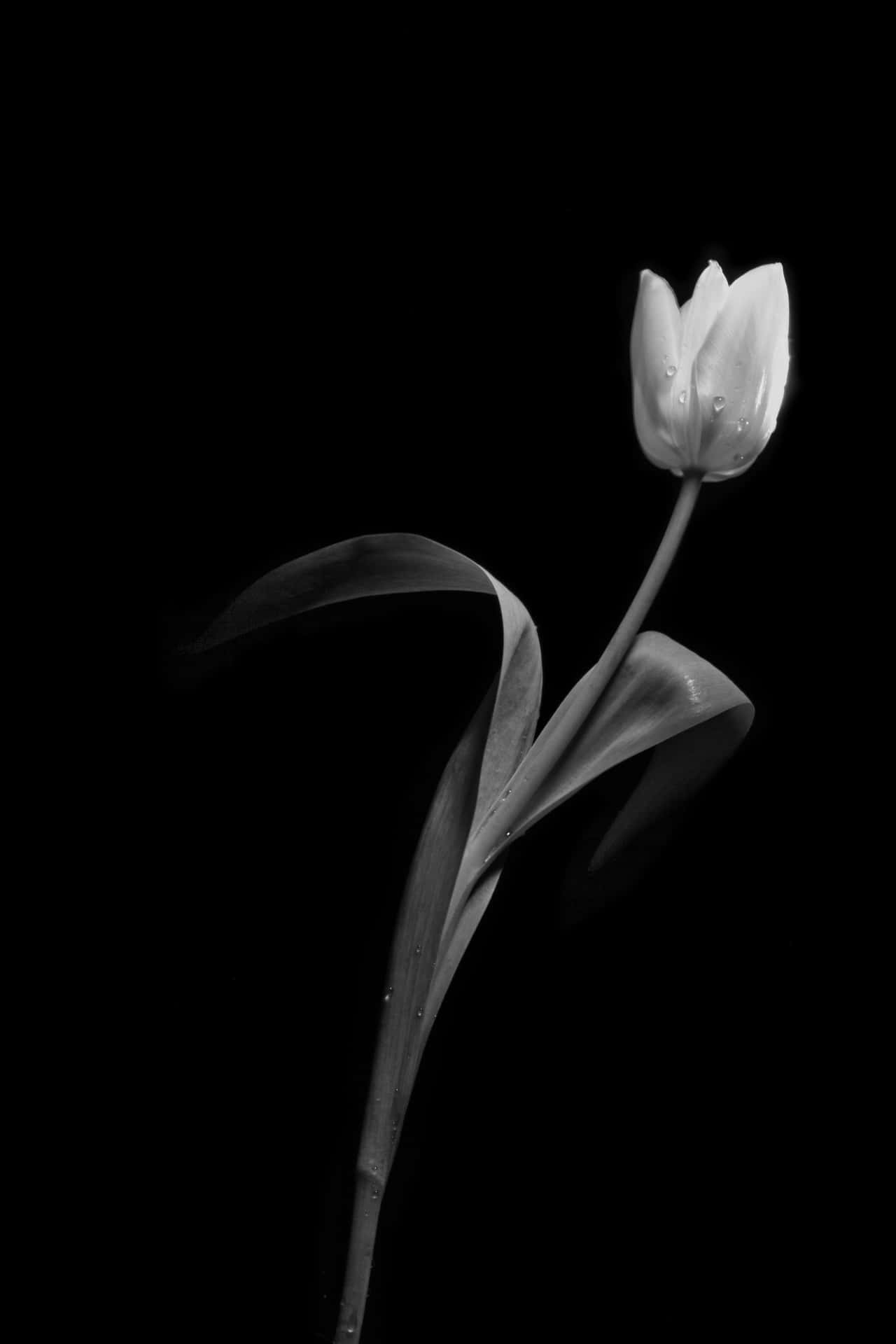 Monochrome Rose Wallpaper