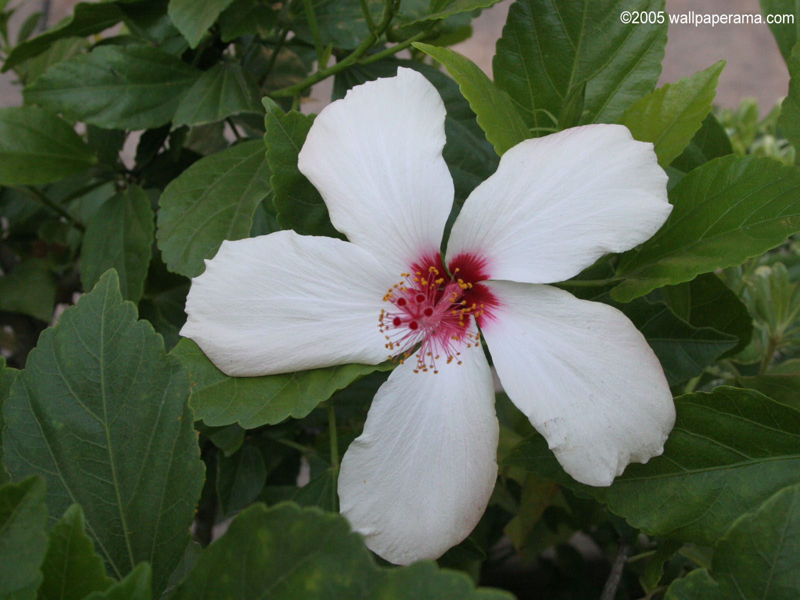 Flower Wallpaper White Carnation