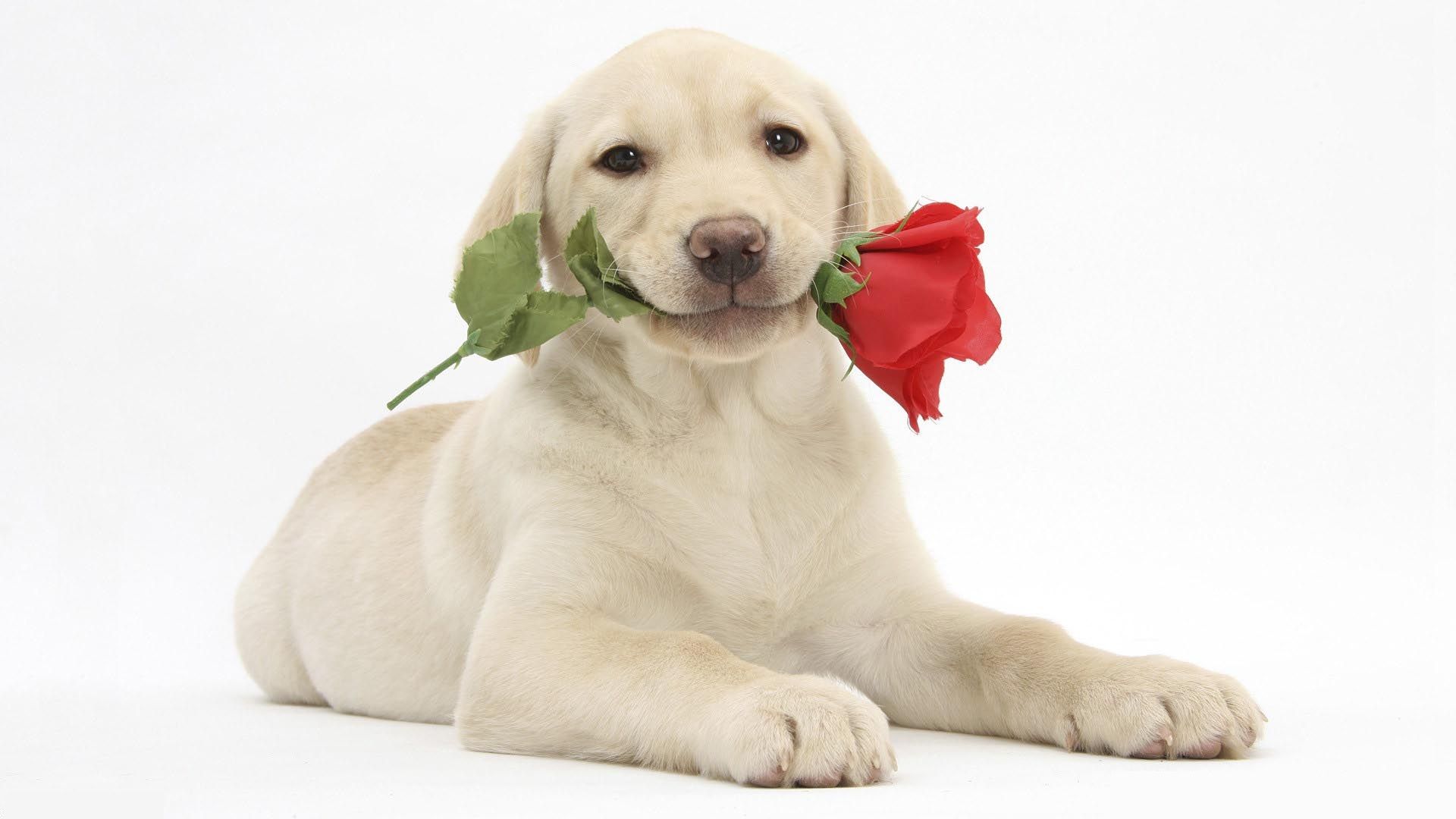 Cute dog and rose in mouth amazing HD Wallpapers Rocks Dogs