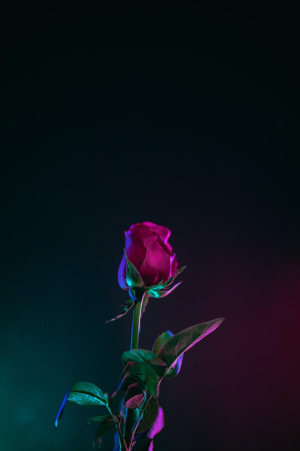 Single Rose Pictures Image