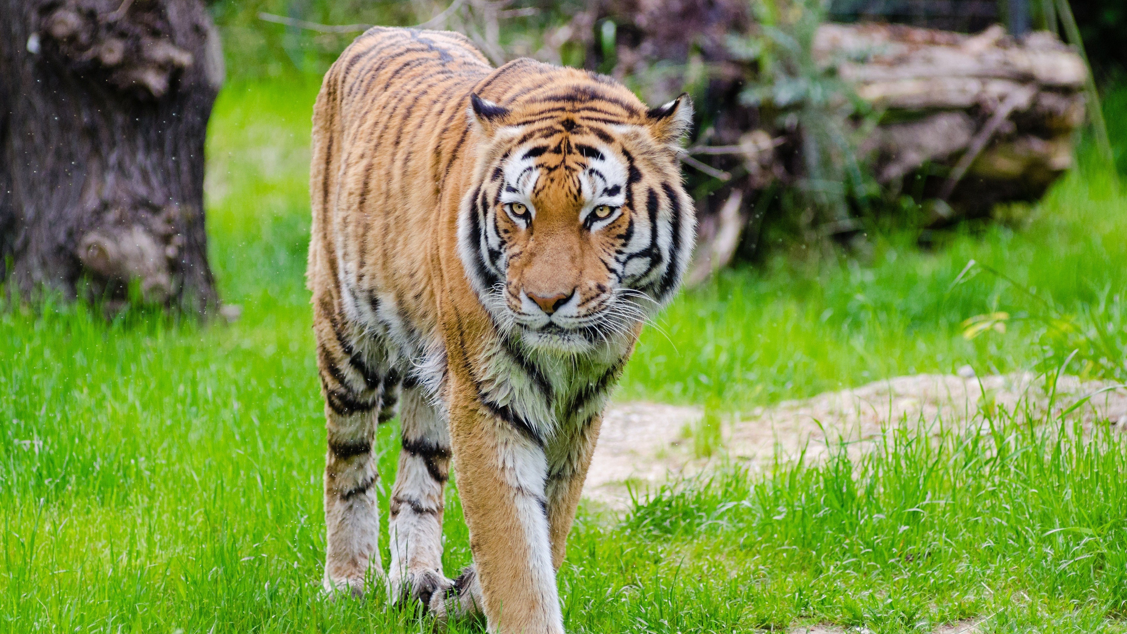 Tiger 4k Wallpaper HD