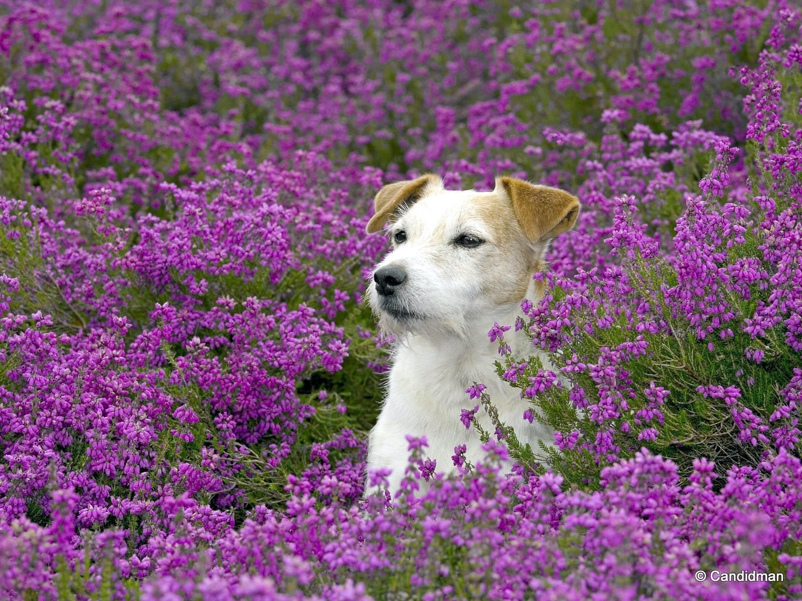 Jack Russell Terriers Image HD Wallpaper And