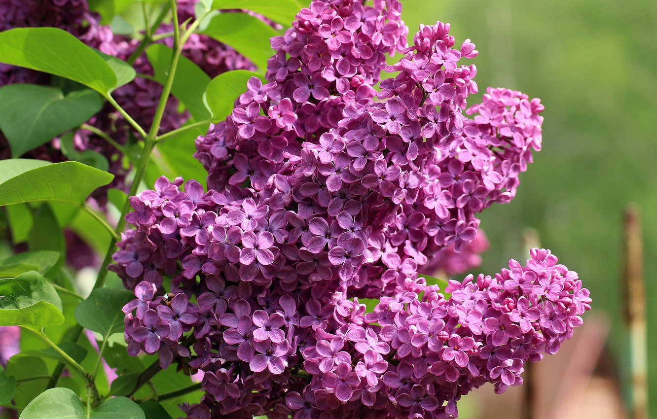 Wallpaper Flowers Background Branch Spring Flowering Lilac