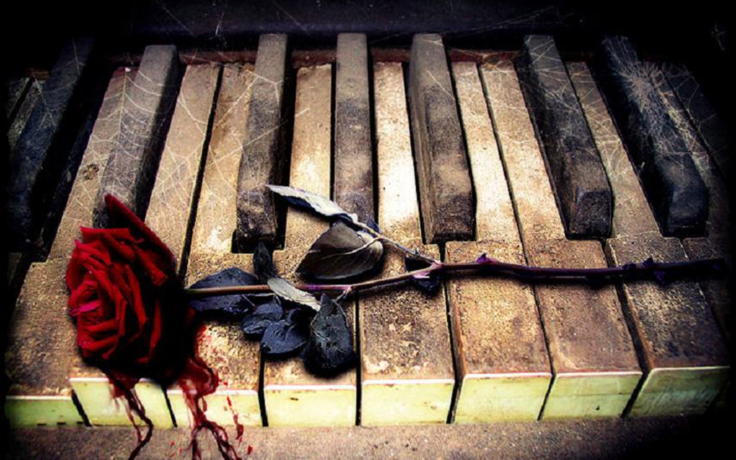 Piano And Bloody Rose Wallpaper Picture With