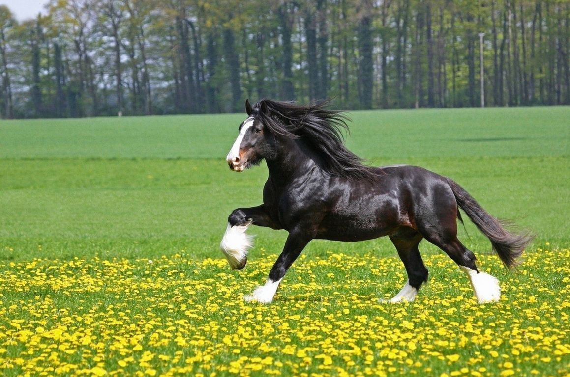 Running Black Horse HD Wallpaper Happy