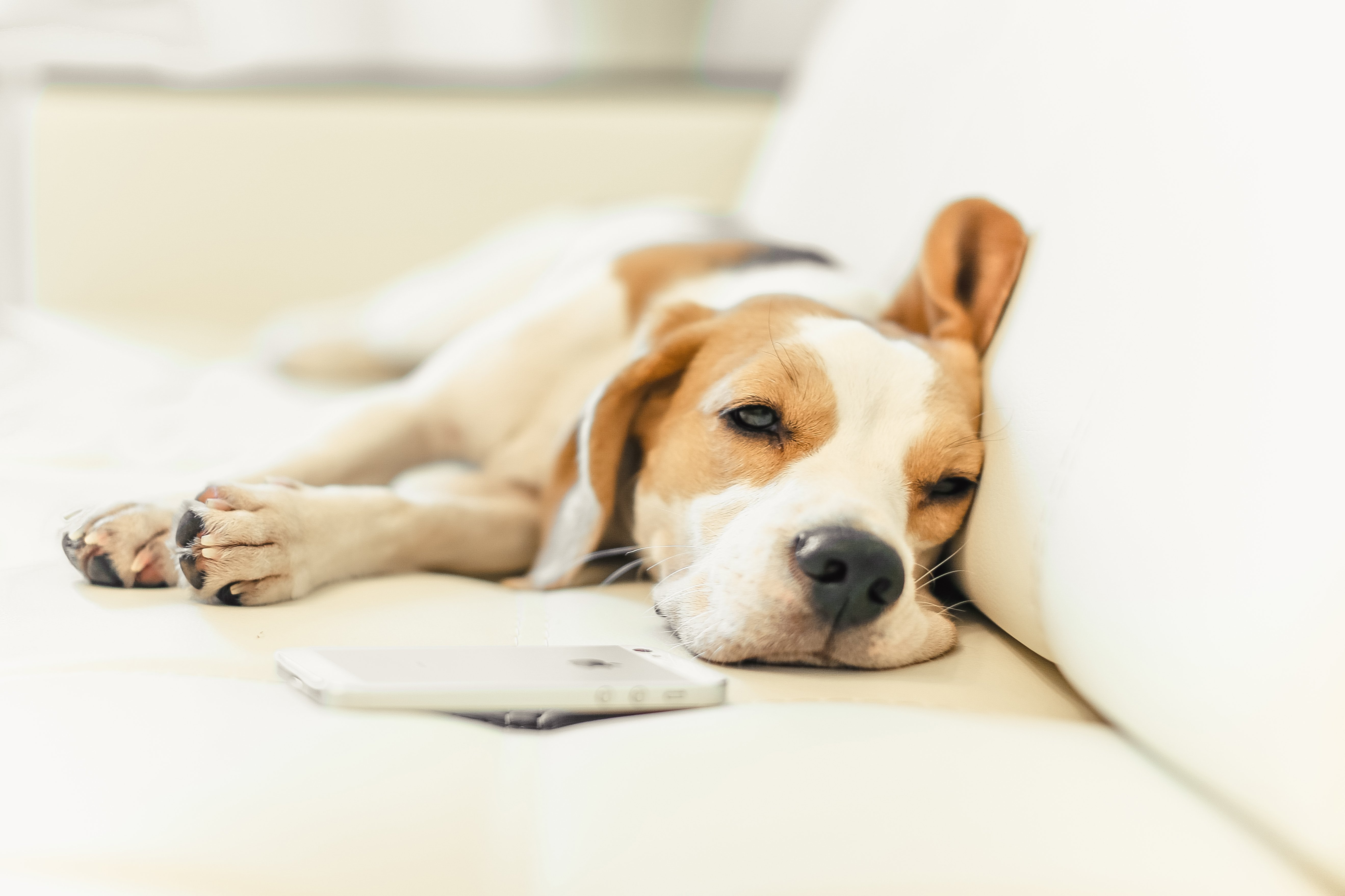 Puppy Beagle Dog Wallpaper