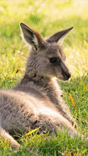 Bigger Baby Kangaroo Wallpaper For Android Screenshot