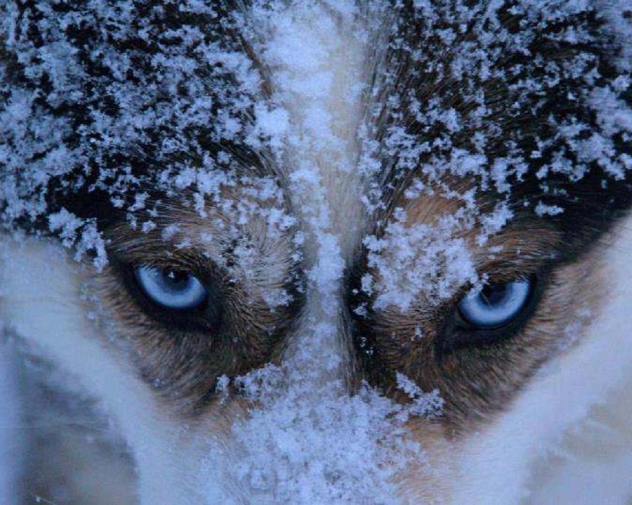 Wallpaper Id Desktop Nexus Animals Wolves