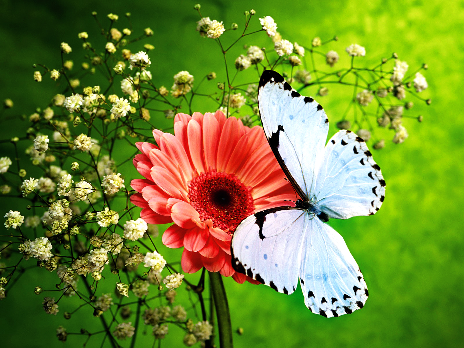 Of Nature HD Butterfly Wallpaper In