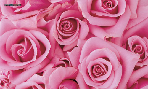Free pink roses phone wallpaper by brandiwig84