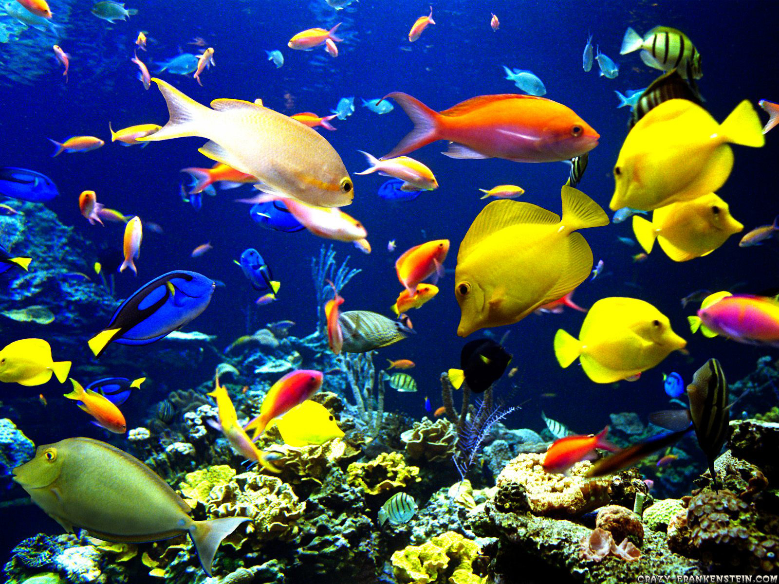 Tropical fish school wallpaper Wallpaper Wide HD