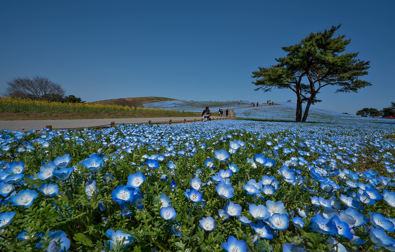 Wallpaper Flowers Park Tree Japan Hitachi Seaside