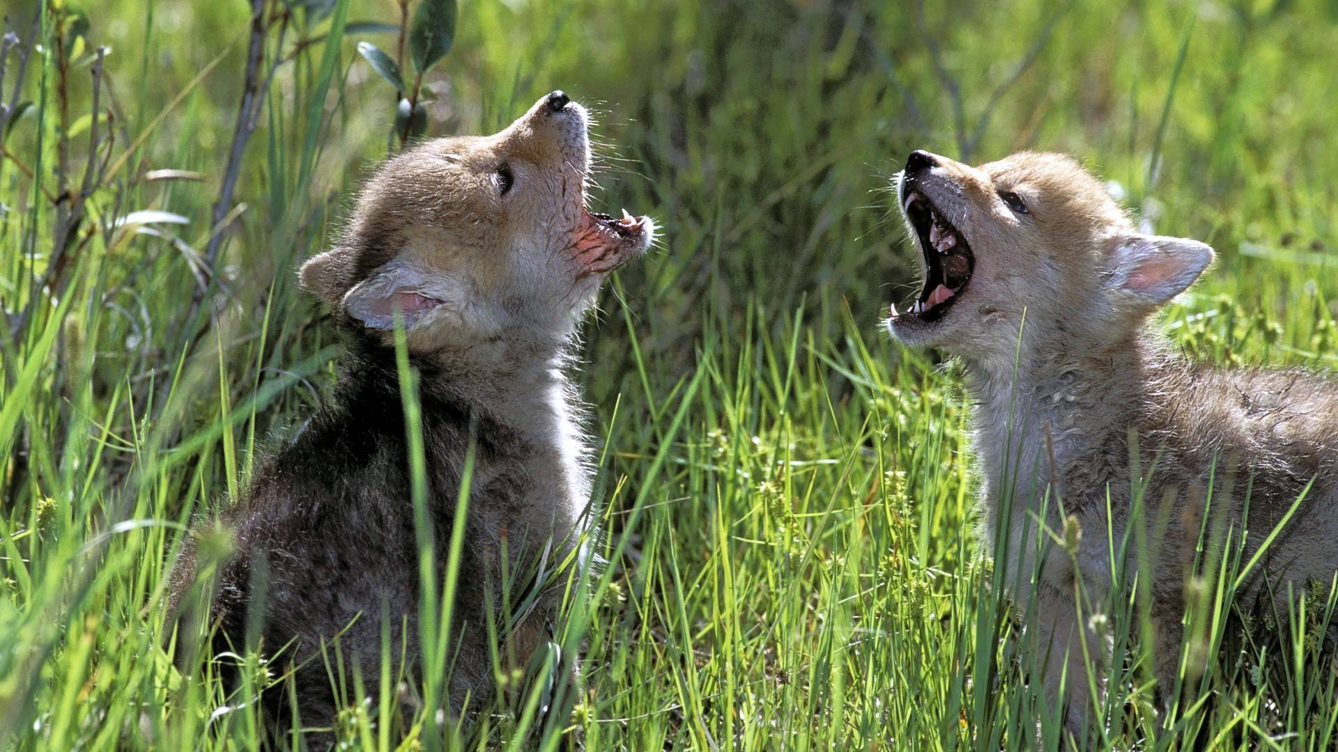 Cute Baby Wolf Wallpaper Cubs